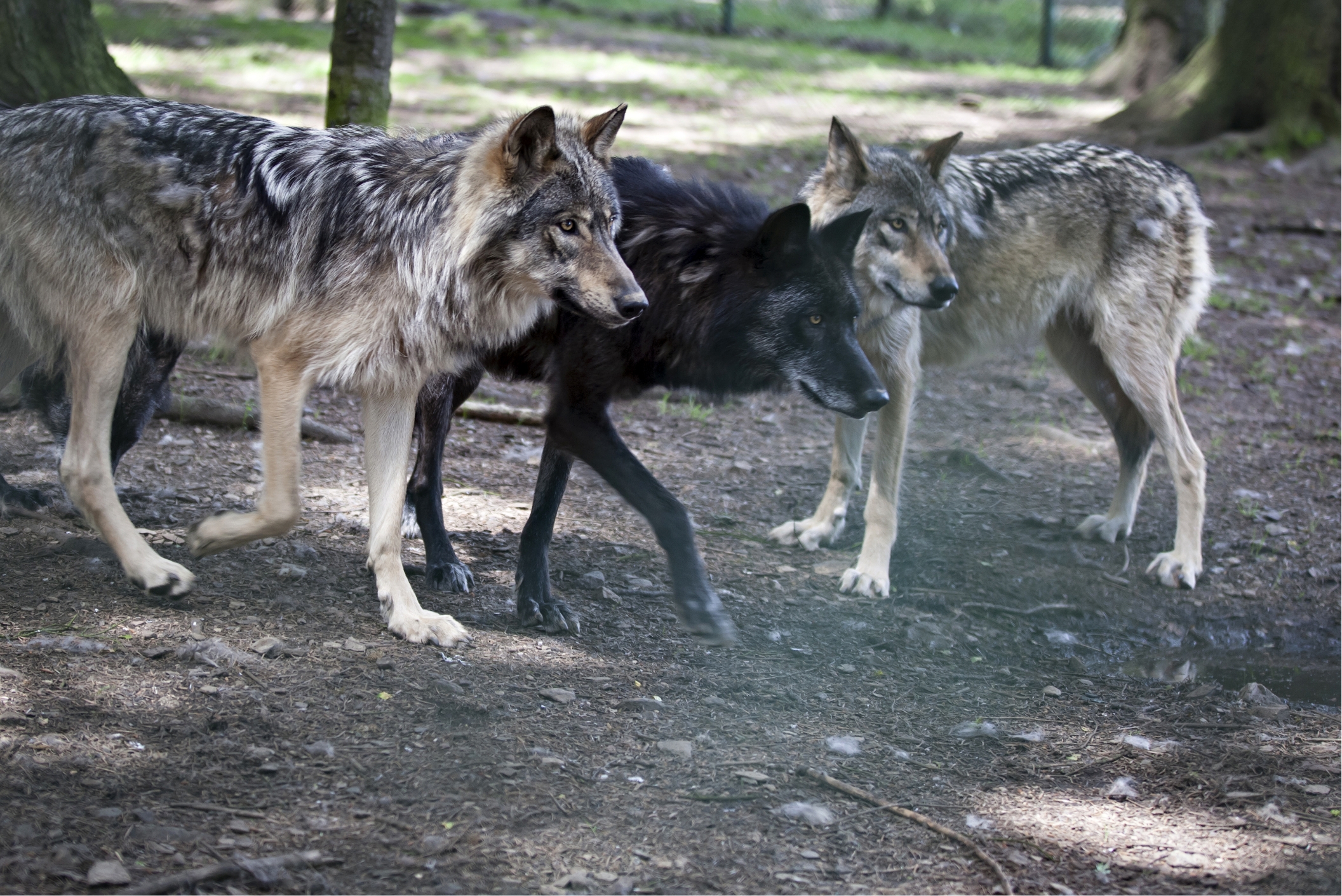 FORESTIA_Parc-animalier-Loups-A
