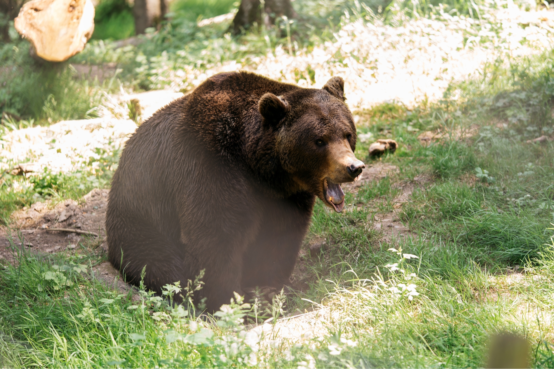 FORESTIA_Parc-animalier-Ours-A