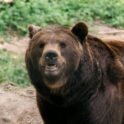 https://forestia.sfdalpha.be/wp-content/uploads/2025/07/FORESTIA_Parc-animalier-156-aspect-ratio-124-124-1.jpg