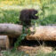 FORESTIA_Parc-animalier-89-aspect-ratio-63-63.jpg